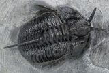 Impressive Cyphaspis Trilobite Cluster - Top Quality Preparation #359156-3